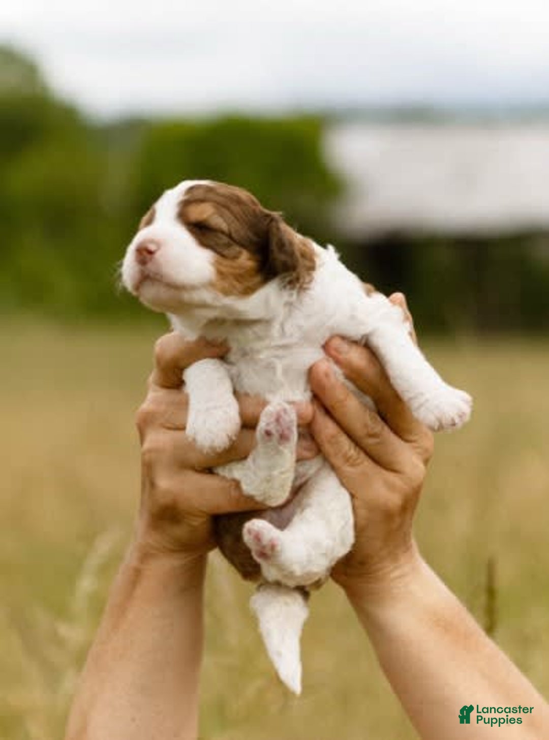 Bernedoodle dogs for sale: June - Image 3