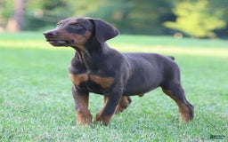 Doberman Pinscher dogs for sale: Rusty - Image 6