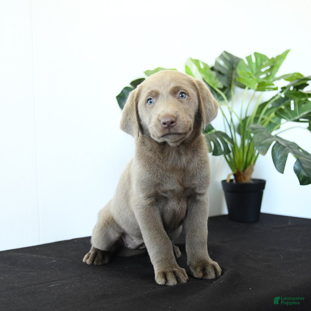 Labrador Retriever dogs for sale: Petal - Image 3