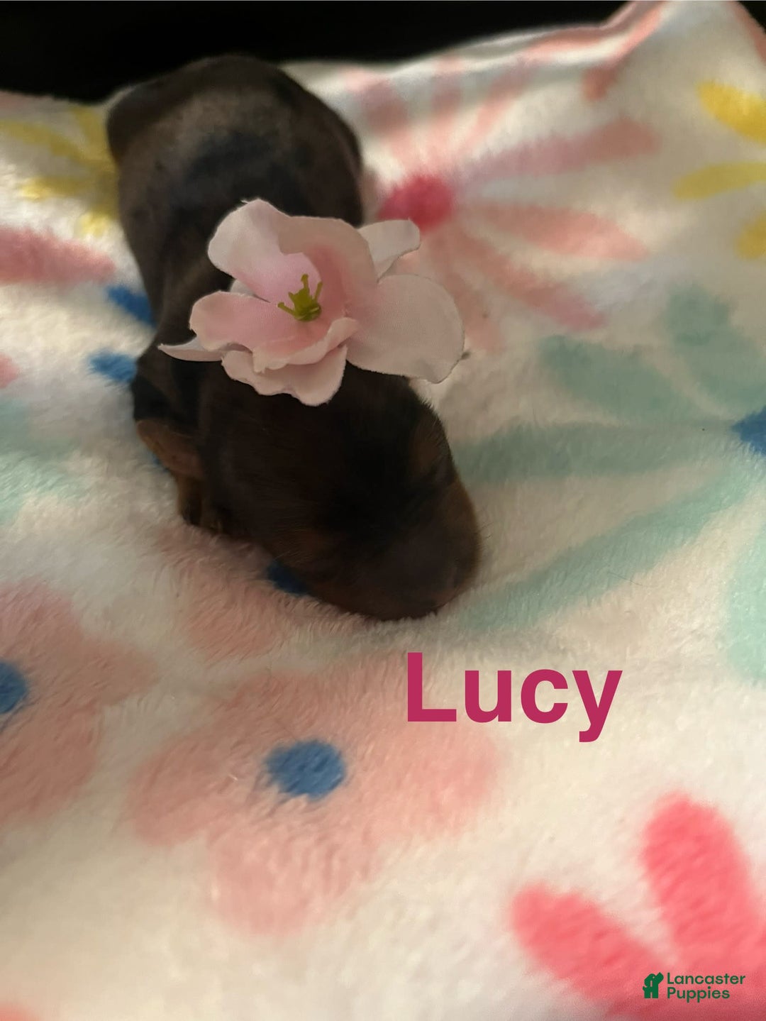 Yorkshire Terrier dogs for sale: Lucy - Image 1