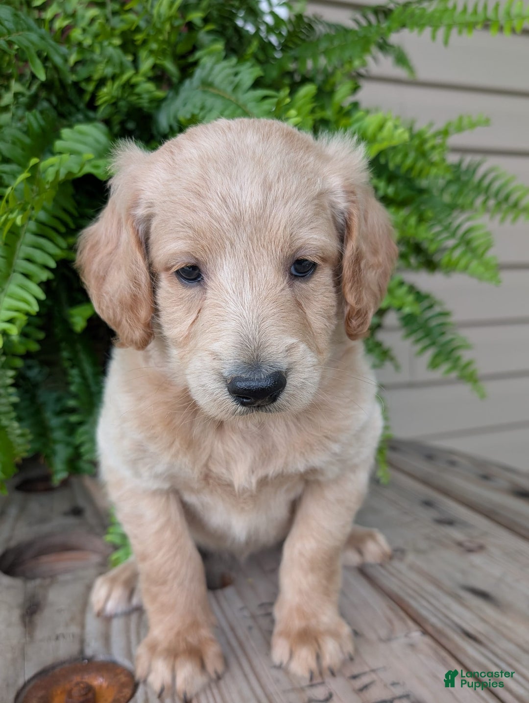 Goldendoodle dogs for sale: Bella - Image 18