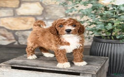 Mini Goldendoodle dogs for sale: Buddy - Image 3