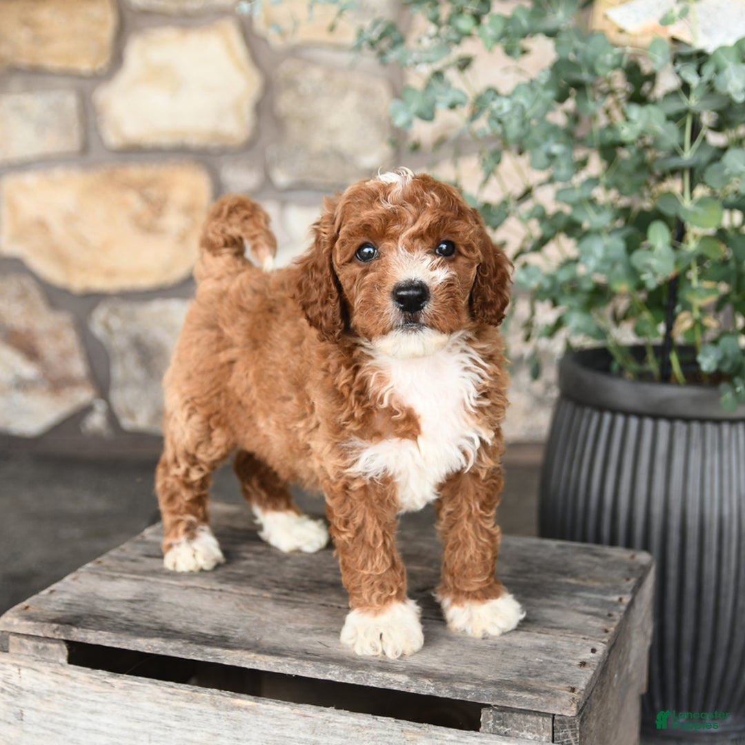 Mini Goldendoodle dogs for sale: Buddy - Image 3