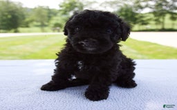 Miniature Poodle dogs for sale: Axel - Image 6