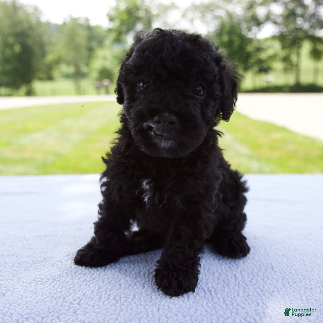 Miniature Poodle dogs for sale: Axel - Image 6