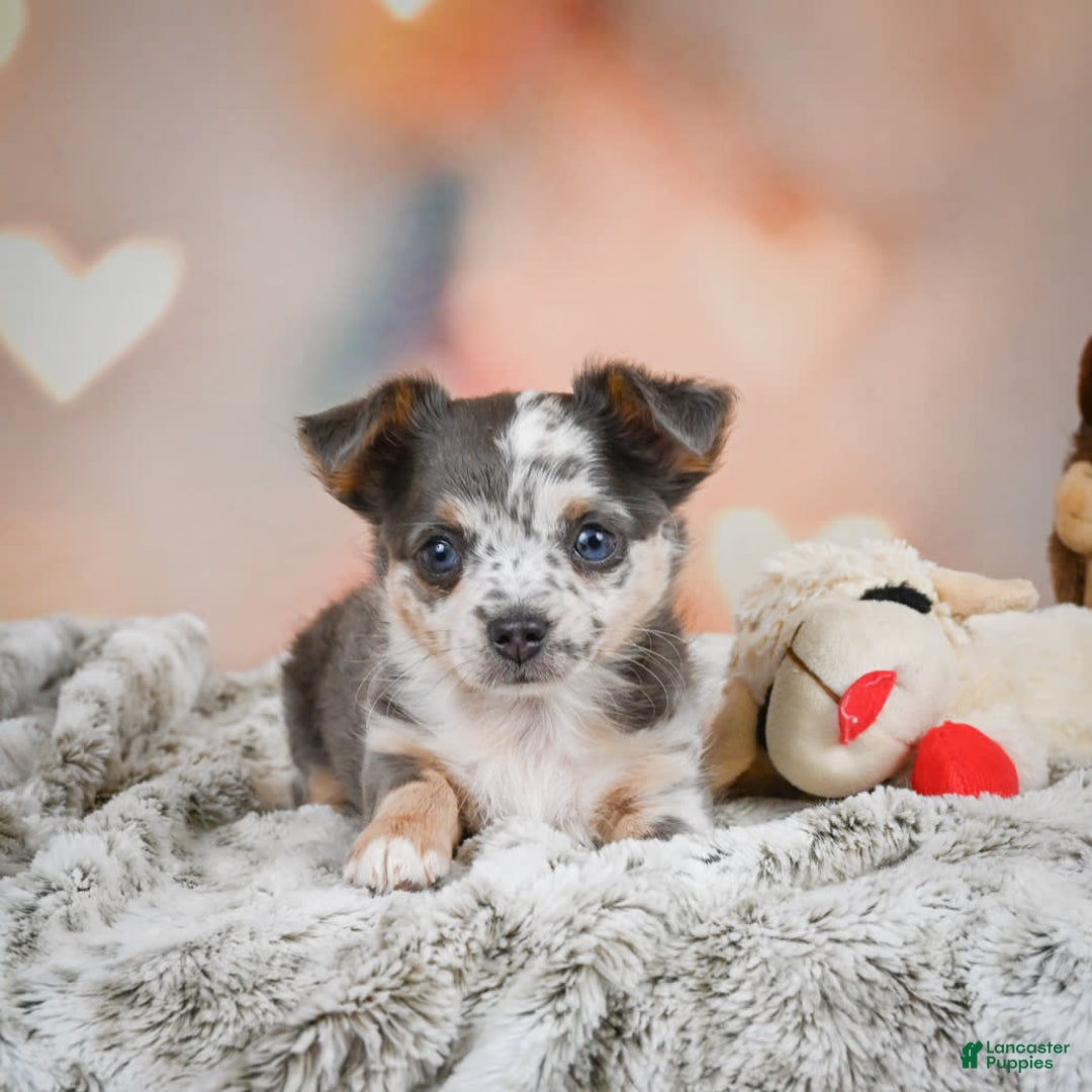 Chihuahua dogs for sale: Callie - Image 10
