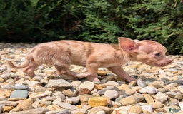 Chihuahua dogs for sale: Chihuahua 5 puppies - Image 22