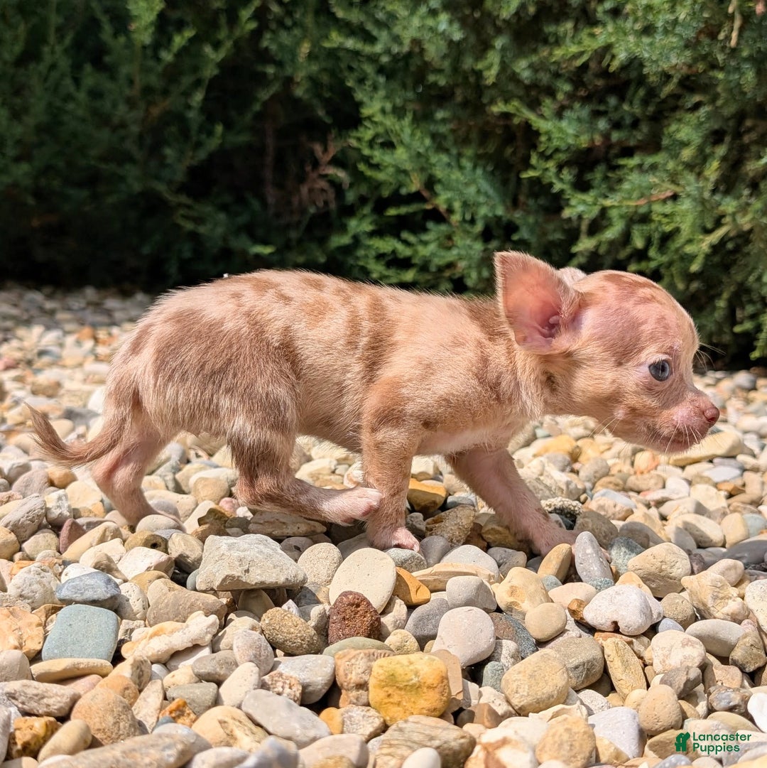 Chihuahua dogs for sale: Chihuahua 5 puppies - Image 22