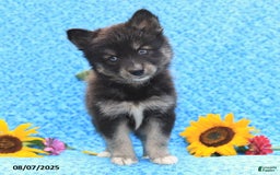 Pomsky dogs for sale: Norah - Image 2