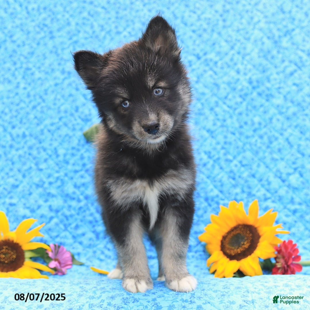 Pomsky dogs for sale: Norah - Image 2