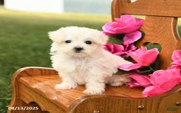 Maltese dogs for sale: Snowball - Image 2