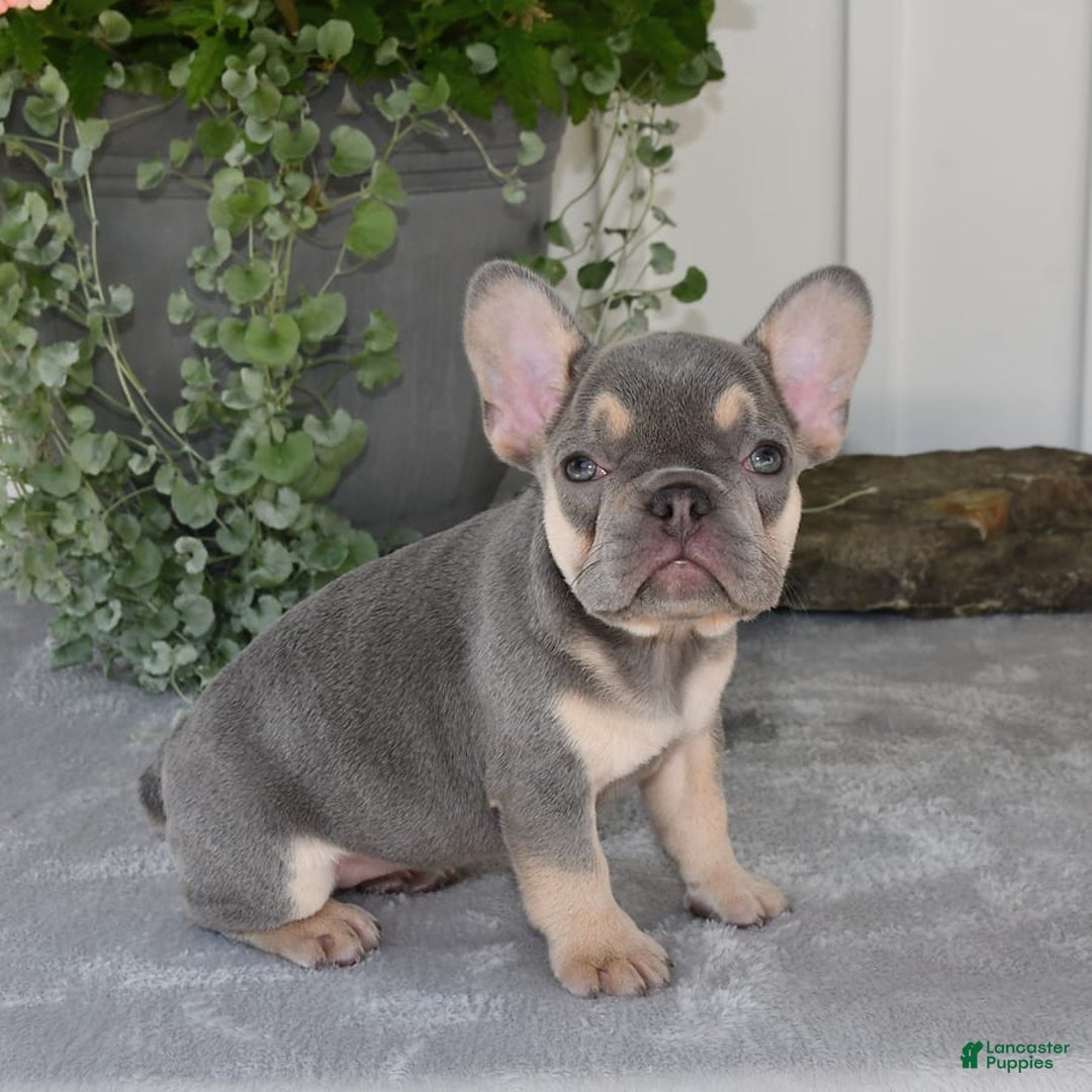French Bulldog dogs for sale: Millie - Image 8