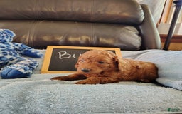Mini Goldendoodle dogs for sale: Buck - Image 4