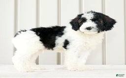Miniature Poodle dogs for sale: Kolton - Image 4