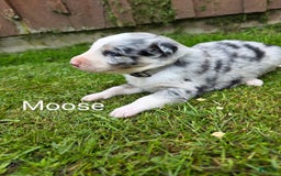 Border Collie dogs for sale: Moose - Image 4