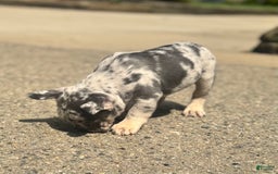 French Bulldog dogs for sale: Scarface - Image 3