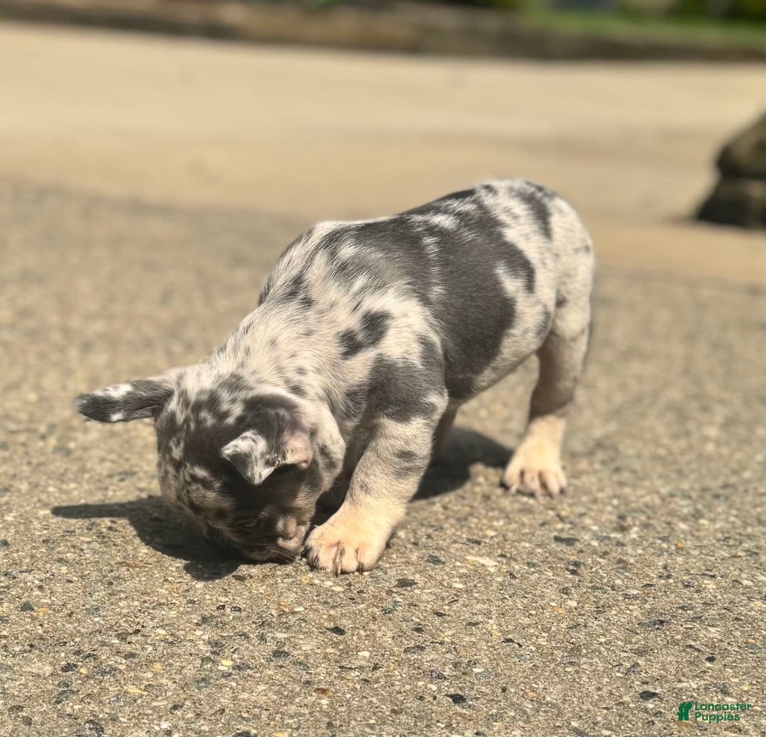 French Bulldog dogs for sale: Scarface - Image 3
