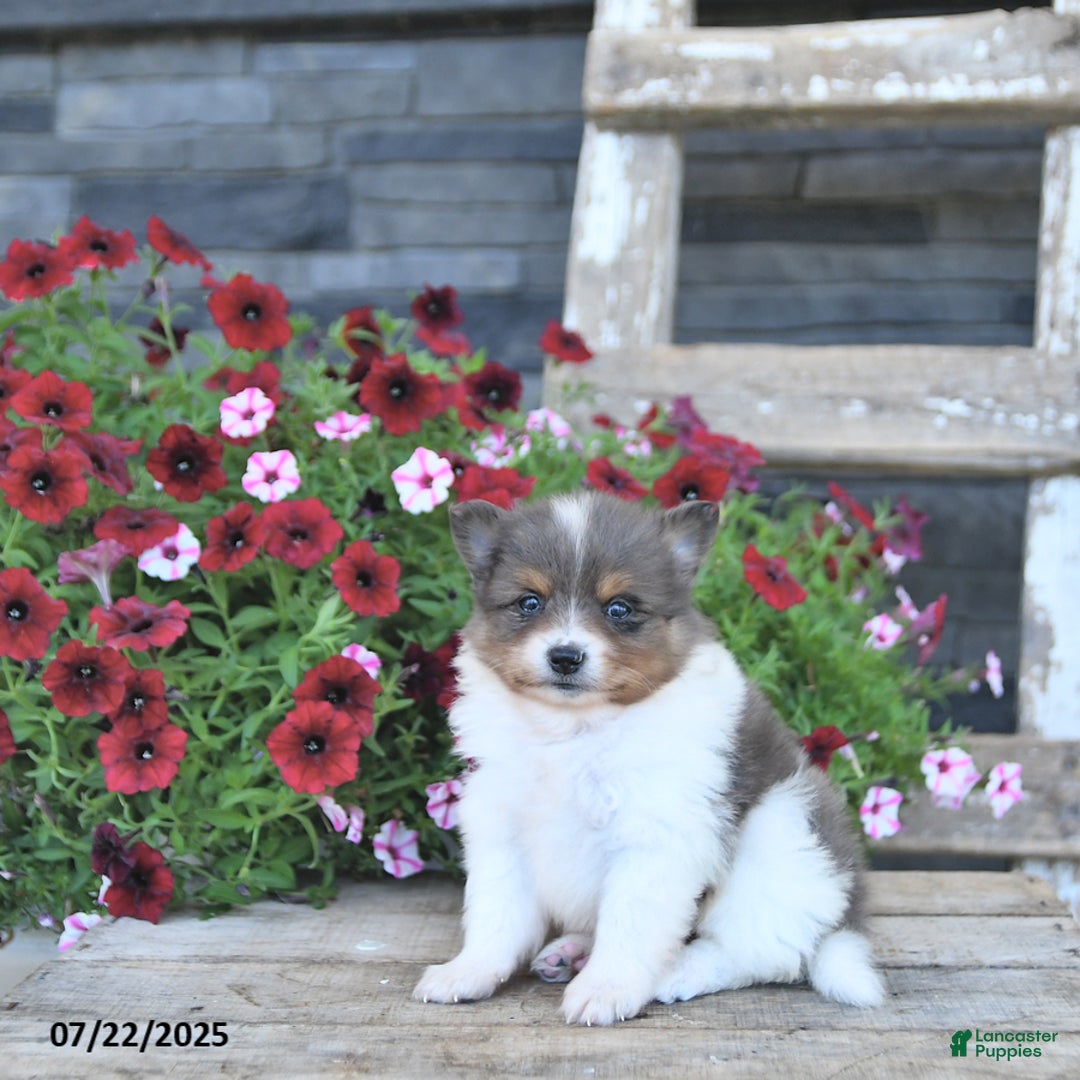 Pomeranian dogs for sale: Charm - Image 2