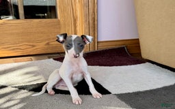 Italian Greyhound dogs for sale: Jace - Image 13