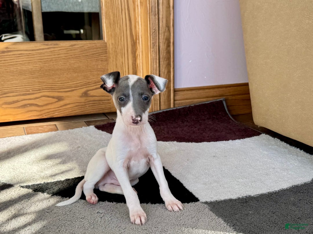 Italian Greyhound dogs for sale: Jace - Image 13