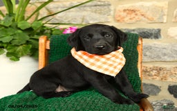 Labrador Retriever dogs for sale: Sundae - Image 1