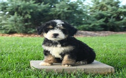 Mini Bernedoodle dogs for sale: Pongo - Image 3