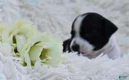 Chihuahua dogs for sale: Neyah - Image 4