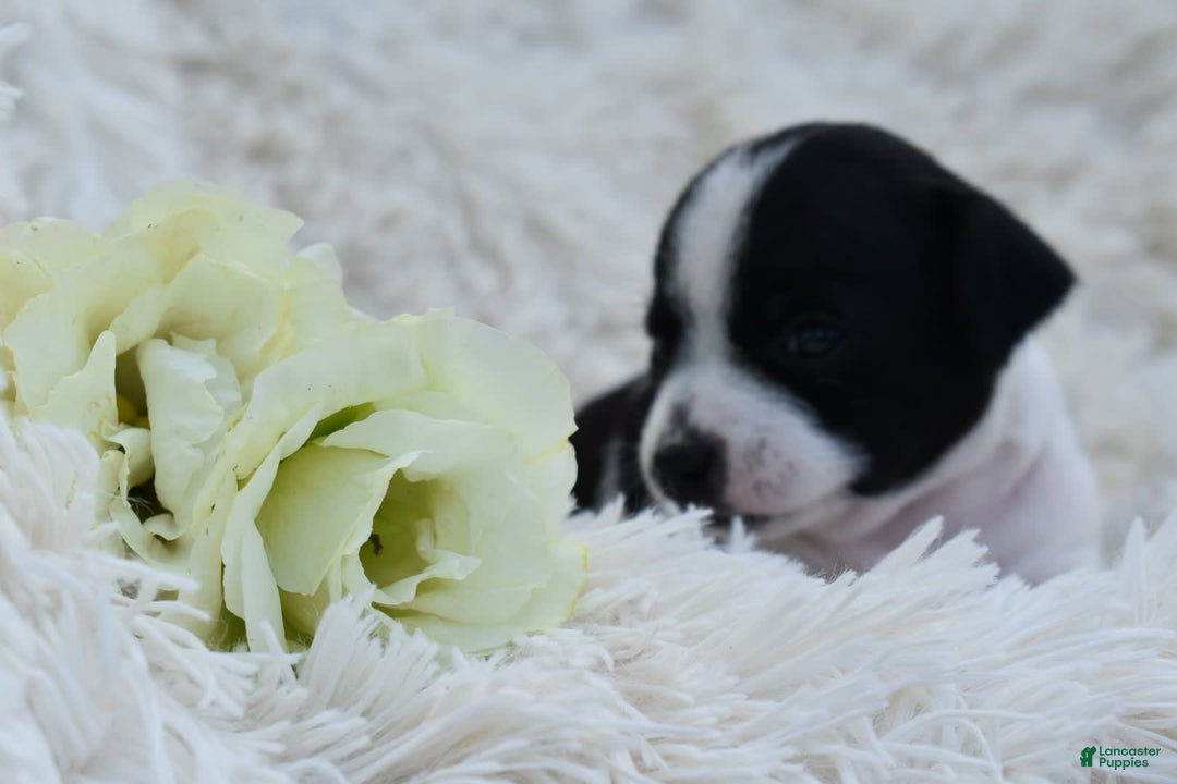 Chihuahua dogs for sale: Neyah - Image 4