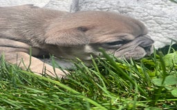 French Bulldog dogs for sale: Simba - Image 5