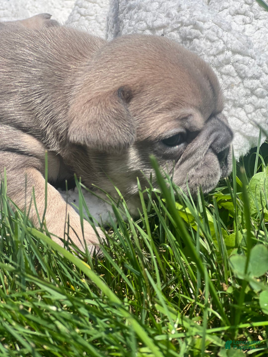 French Bulldog dogs for sale: Simba - Image 5