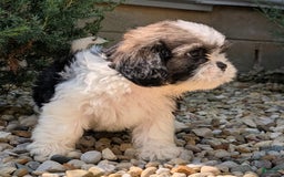 Lhasa Apso dogs for sale: Kodiak - Image 2