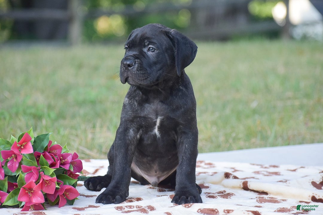 Cane Corso dogs for sale: River - Image 3