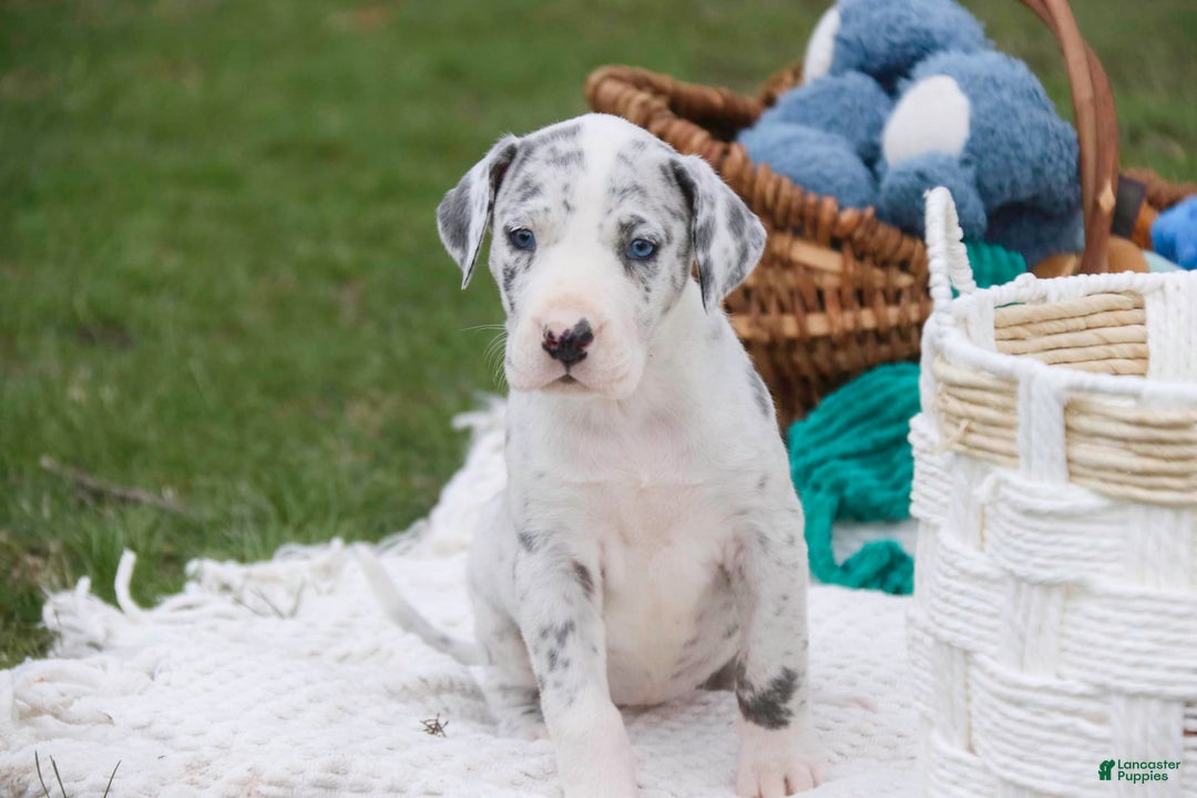 Great Dane dogs for sale: Joujou - Image 14