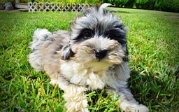 Havapoo dogs for sale: Elvis - Image 13
