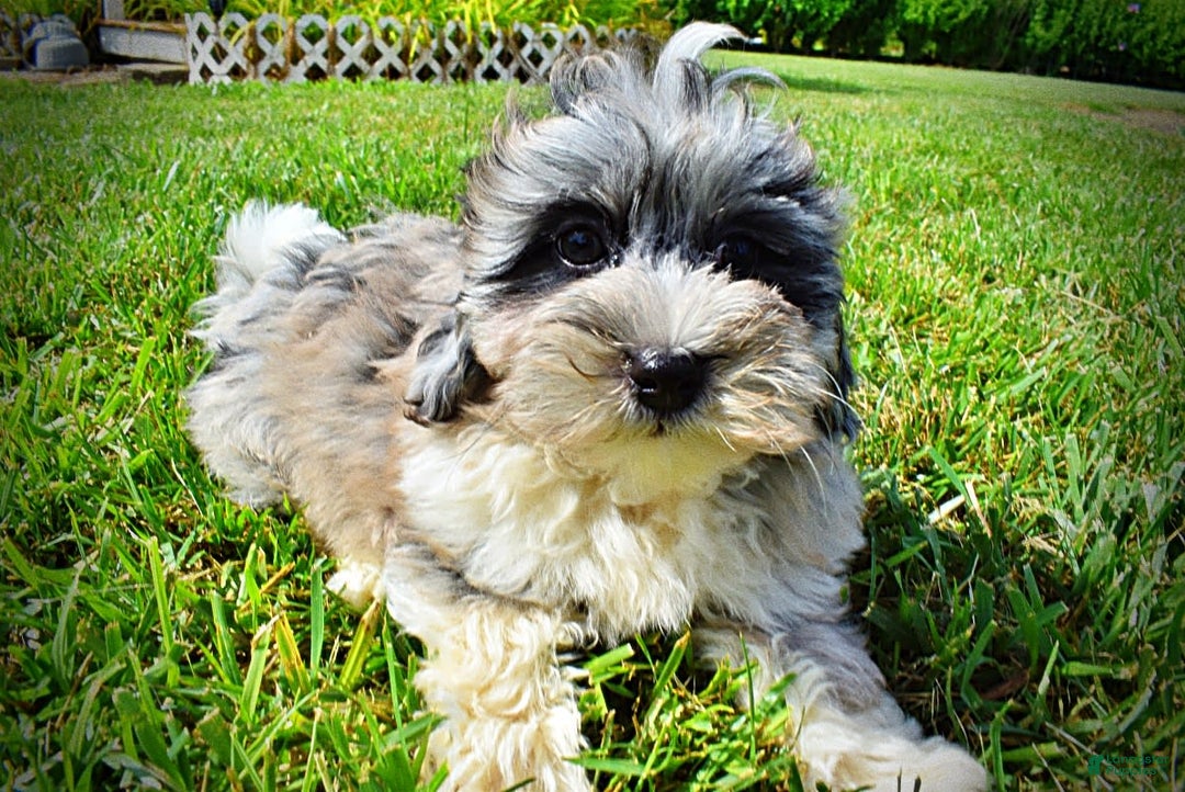 Havapoo dogs for sale: Elvis - Image 13