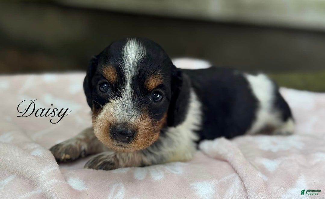 Miniature Dachshund dogs for sale: Daisy - Image 1