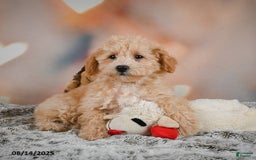 Bichpoo dogs for sale: Jenny - Image 4