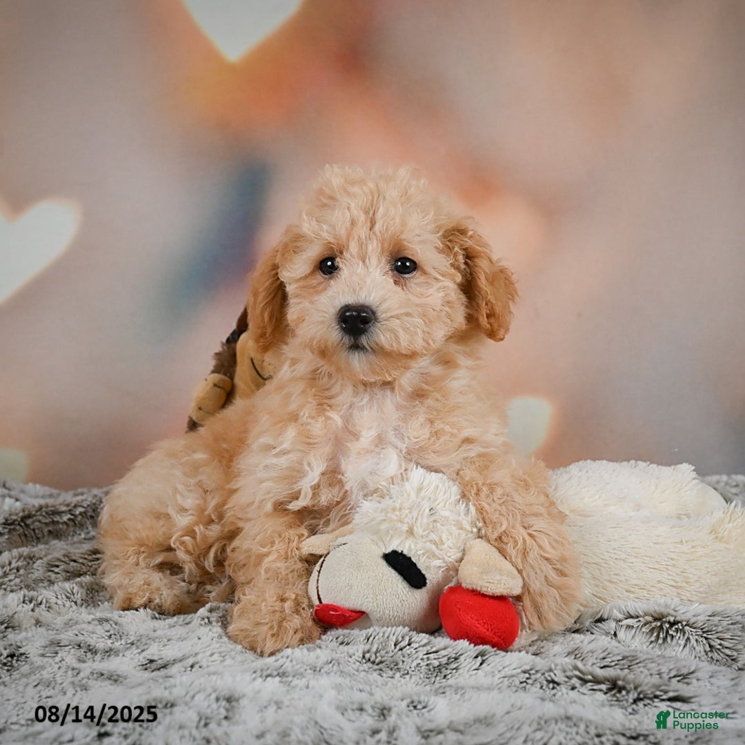 Bichpoo dogs for sale: Jenny - Image 4