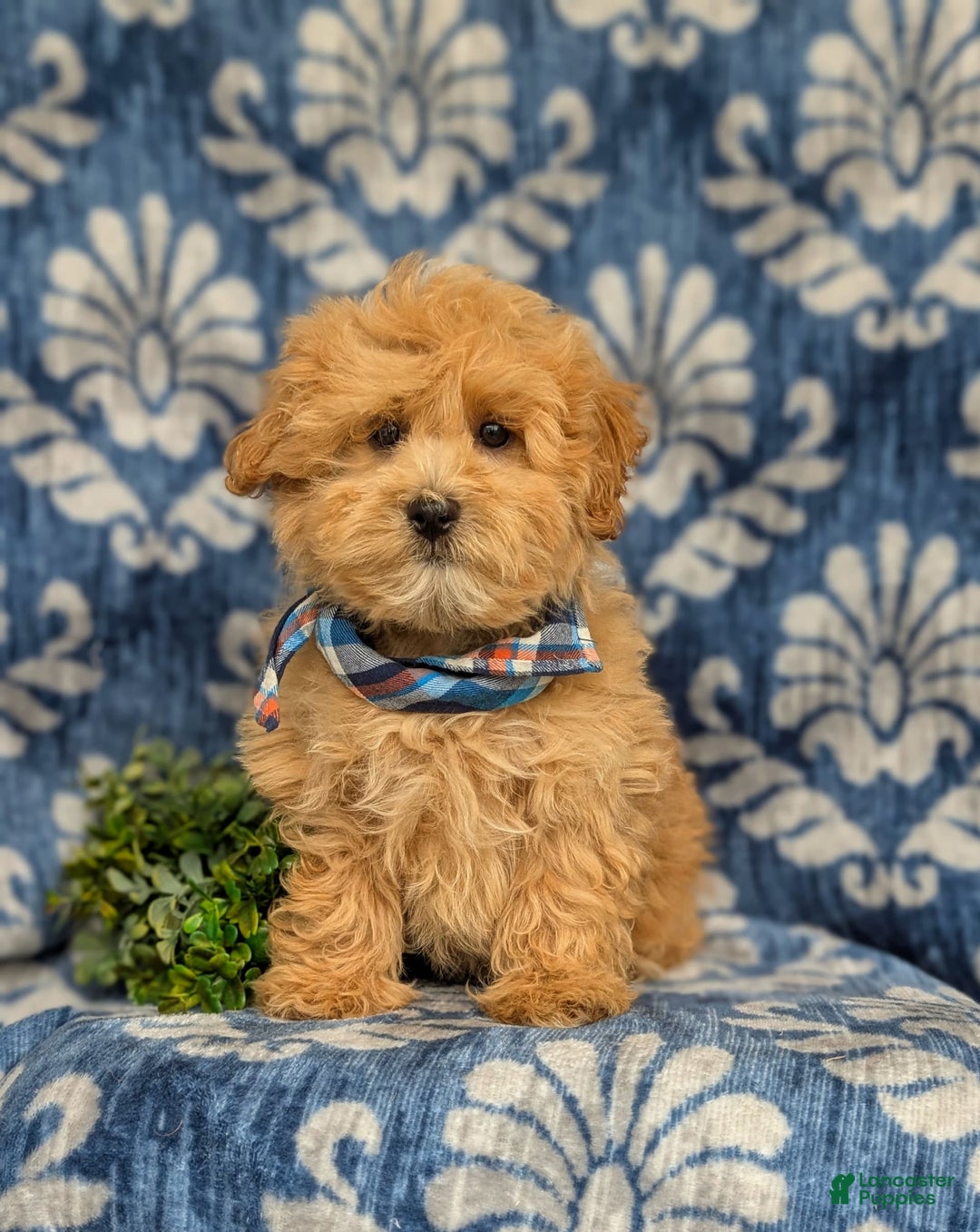 Maltipoo dogs for sale: Whelan - Image 9
