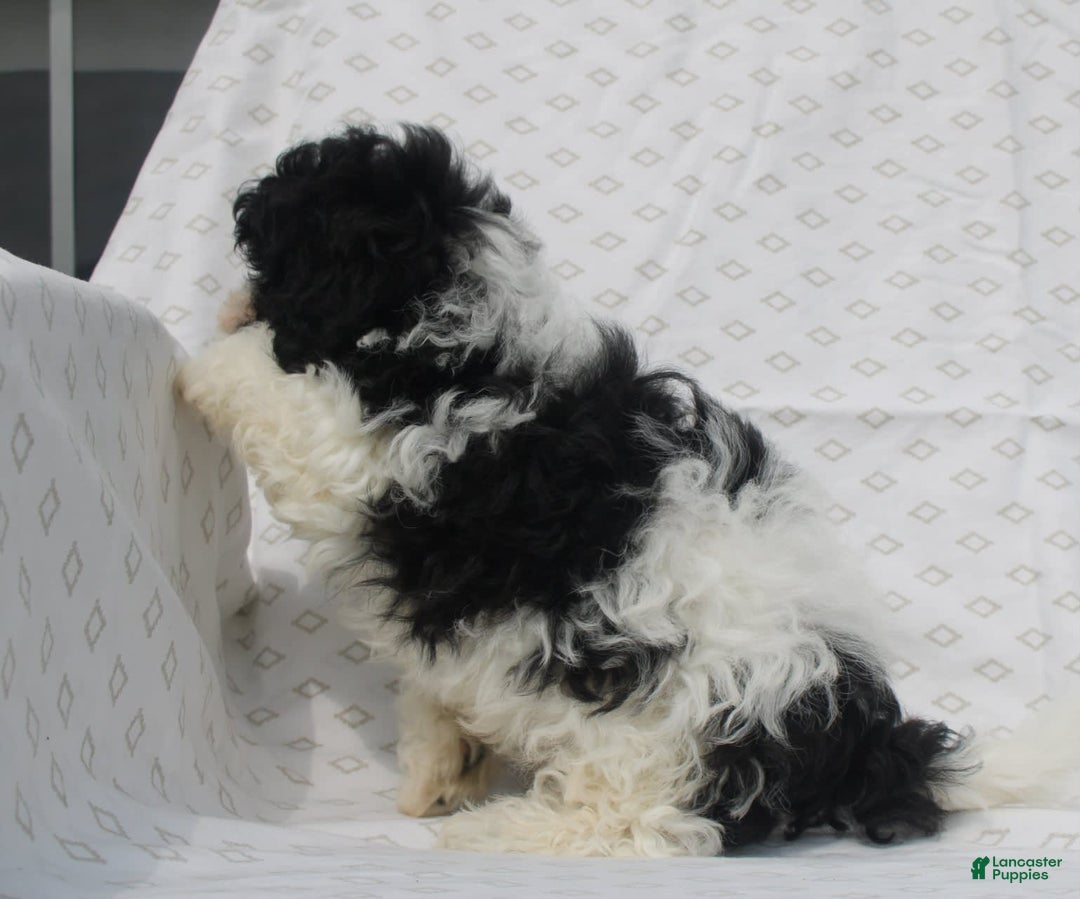 Maltipoo dogs for sale: Magic - Image 2