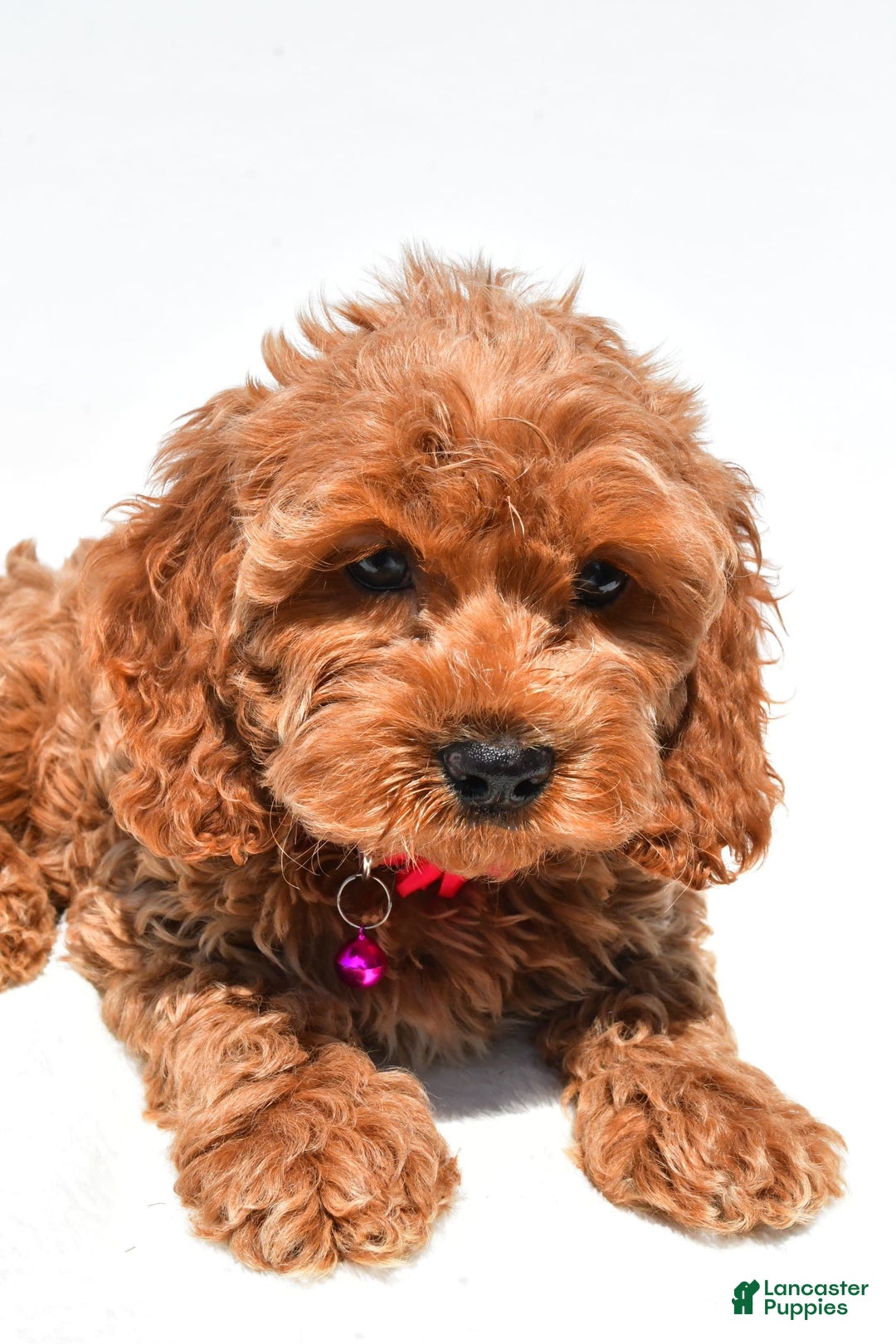 Cockapoo dogs for sale: Lilly - Image 4