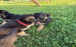German Shepherd dogs for sale: Red - Image 3