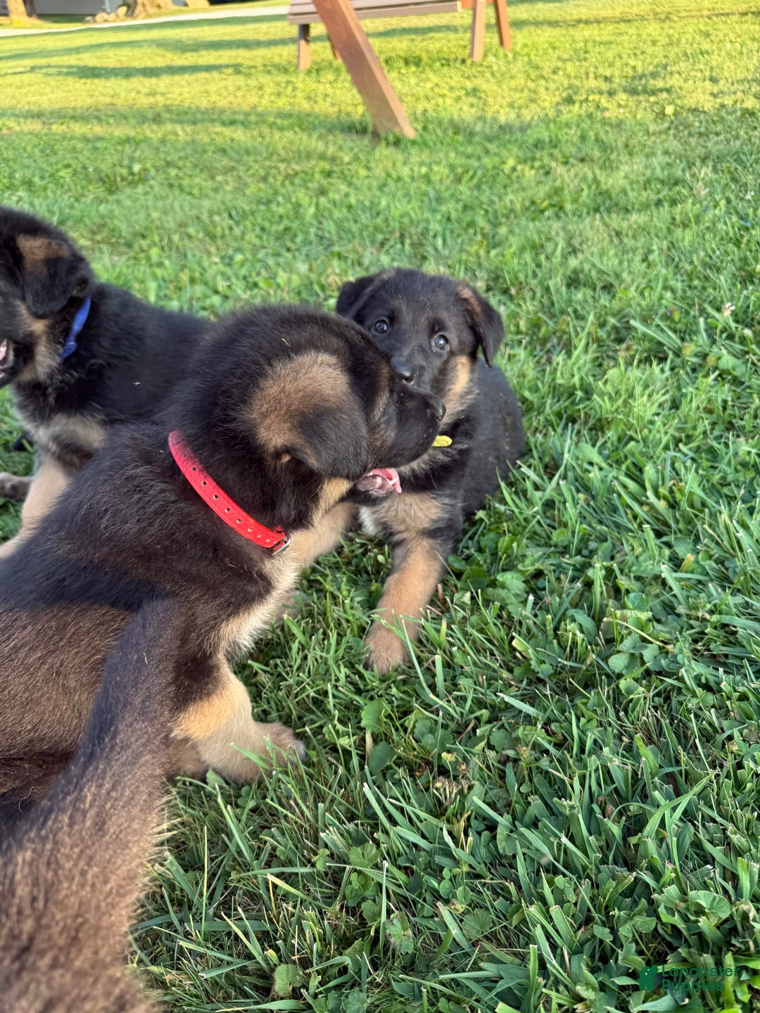 German Shepherd dogs for sale: Red - Image 3