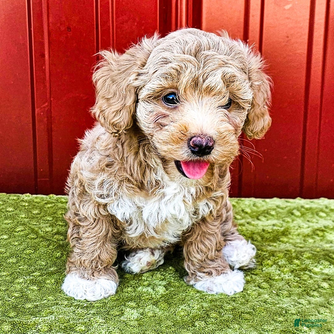 Miniature Poodle dogs for sale: Brenda - Image 2