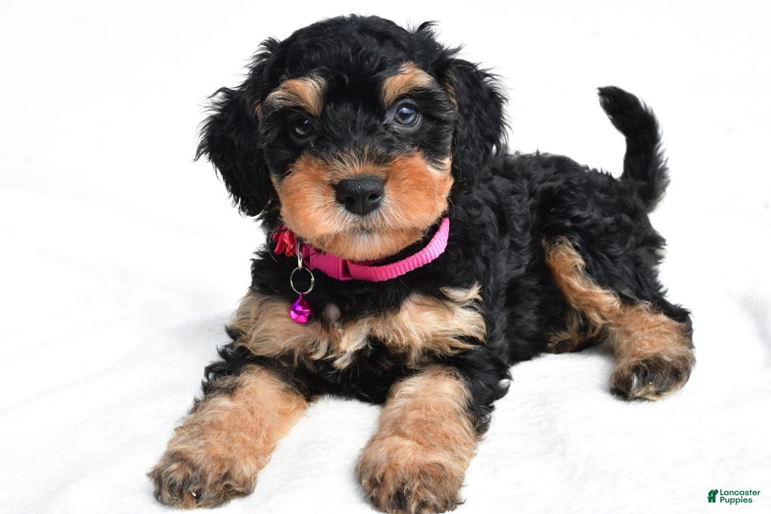 Cavapoo dogs for sale: Bell - Image 7