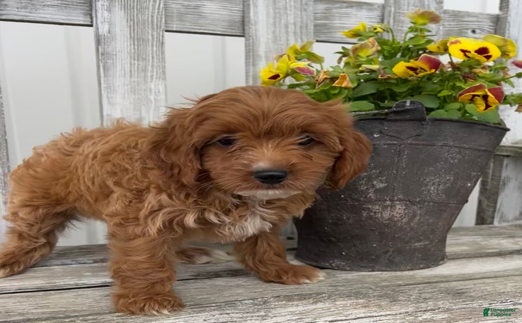 Cavapoo dogs for sale - Ad 3