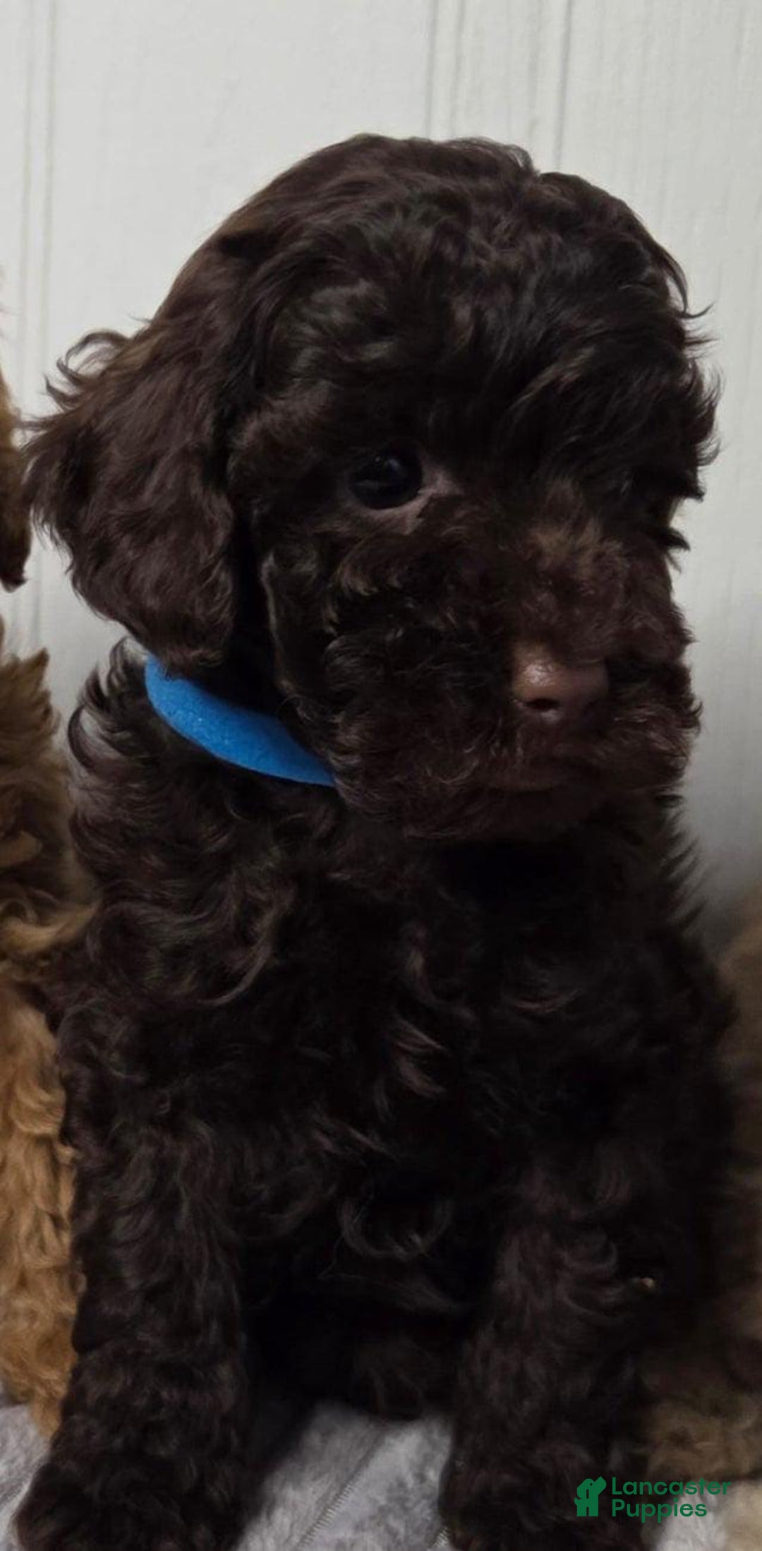 Toy Poodle dogs for sale: Kacey - Image 1