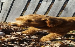 Mini Goldendoodle dogs for sale: Petite Mr. Alex - Image 7
