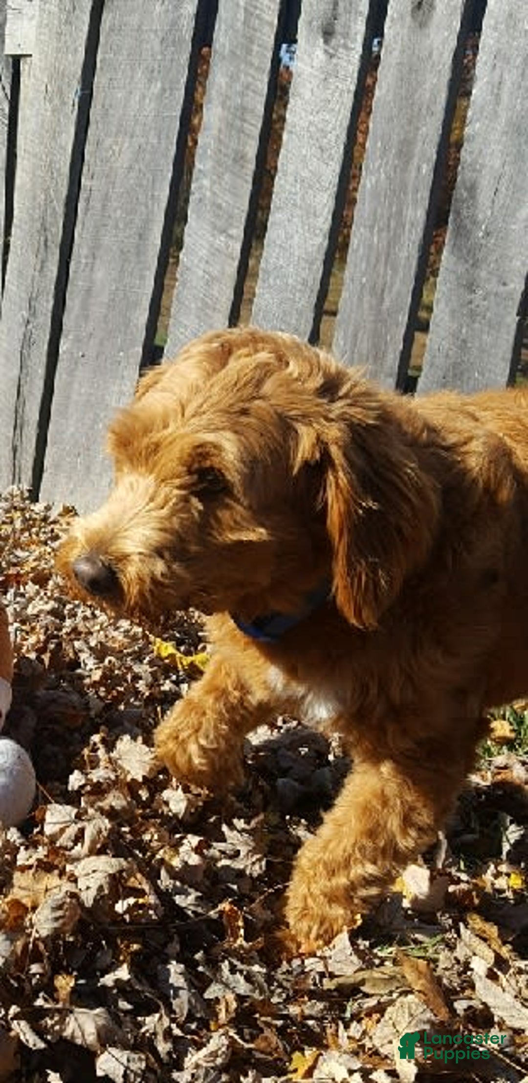Mini Goldendoodle dogs for sale: Petite Mr. Alex - Image 7