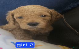 Goldendoodle dogs for sale: Sophia - Image 2